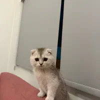 بچه گربه اسکاتیش