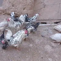 تخم مرغ گلین