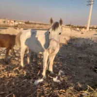 مادیان کرد|اسب و تجهیزات اسب‌سواری|ماهدشت, |دیوار