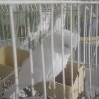 عروس هلندی زیبا و البینو دستی و سخن گو|پرنده|گرمسار, |دیوار