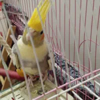 عروس هلندی نر