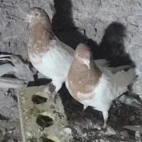 کبوتر|پرنده|سیرجان, |دیوار