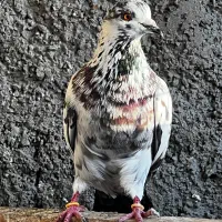 کبوتر  ایرانی  خارجی نر  ماده|پرنده|رشت, توشیبا|دیوار