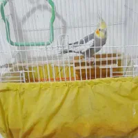 عروس هلندی عروس پاریس