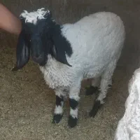 دو عدد بره نر پاکستانی دم خونه ای