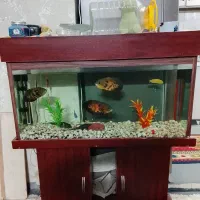 آکواریوم با ماهی و لوازم