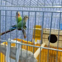 طوطی برزیلی