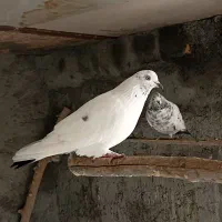 کبوتر کله دمسبز|پرنده|یزد, |دیوار