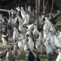 کفتر با اصالت|پرنده|کرج, عظیمیه|دیوار