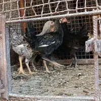 مرغ|حیوانات مزرعه|ارژن, |دیوار