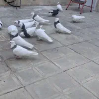 طوقی|پرنده|همدان, |دیوار