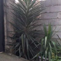 درختچه یوگا زیباوبلند|گل و گیاه طبیعی|پرهسر, |دیوار