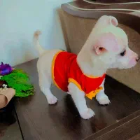 اشپیتز المانی سایز جیبی