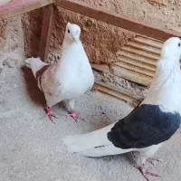 باسلام کبوتر خوب پرشتی قیمت موفت جفتی نر کله سرخ|پرنده|زاغه, |دیوار