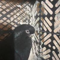 کبوتر‌قنار|پرنده|لیلان, |دیوار