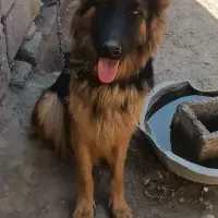 سگ ژرمن شیپر ماده