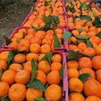 فروش ،پرتقال ،نارنگی سوپر|عمده‌فروشی|شیرگاه, |دیوار