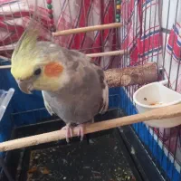عروس هلندی نر
