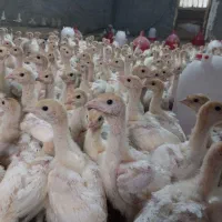 بوقلمون بیوتی 6