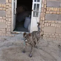 واگذاری دوقلاده سگ|سگ|گل تپه, |دیوار