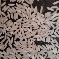 برنج شمال طارم استخوانی