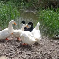 فروش اردک|حیوانات مزرعه|لنگرود, |دیوار