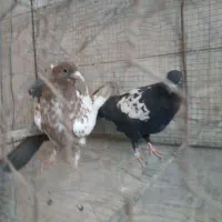 جوجه سینه|پرنده|مشهد, رده|دیوار