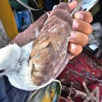 کربلایی سرسفید مخملی کلاهی|پرنده|کرمان, |دیوار