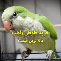 طوطی راهب