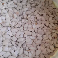 تخمه کدو