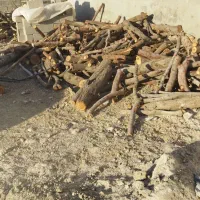 خریدار چوب وقطع درخت|خدمات باغبانی و درختکاری|فسا, |دیوار