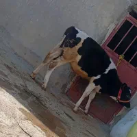 گوساله ماده سرحال ۶ماه|حیوانات مزرعه|دشت ذهاب, |دیوار