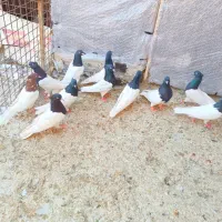 کله مهر مهر|پرنده|شیراز, ریاستی|دیوار