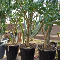 بنسای کراسولا یشم|گل و گیاه طبیعی|کرمانشاه, |دیوار