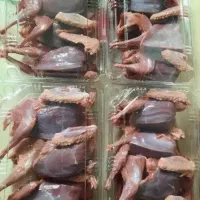 گوشت کبوتر و بلدرچین گوشتی