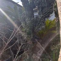 فروش کاکتوس صخره ای|گل و گیاه طبیعی|سلمانشهر, |دیوار