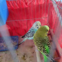 یک جفت مرغ عشق خوشگل قشنگ|پرنده|شیراز, کرونی(خاتونک)|دیوار