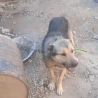 فروش سگ|سگ|خواجه, |دیوار