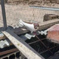 کبوتر خوشرنگ سرخ