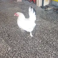 خروس و مرغ نژاد دار ۴تا جوجه پاپر مینیاتوری|حیوانات مزرعه|شهریار, شهرک مصطفی خمینی|دیوار