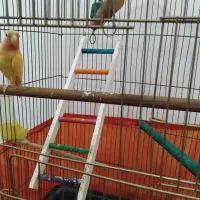 طوطی برزیلی