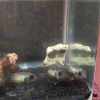 ۵ عدد بلو اکارا وارداتی