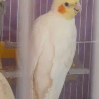 عروس هلندی گمشده