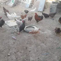 مرغ محلی درجه یک فروشی