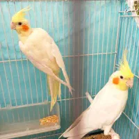 دو جفت عروس هلندی مولد