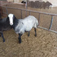 قوچ|حیوانات مزرعه|کهریزک, |دیوار