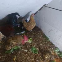 مرغ و خروس مینیاتوری