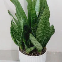 گلدان های سانسوریا