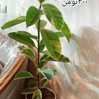 گل های زیبا نگهداری اسان|گل و گیاه طبیعی|تهران, مهرآباد|دیوار