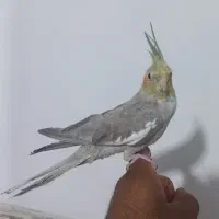 عروس هلندی